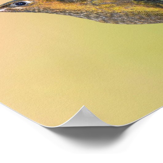 Sylphe Colibri avec impression à longue queue (Coin)