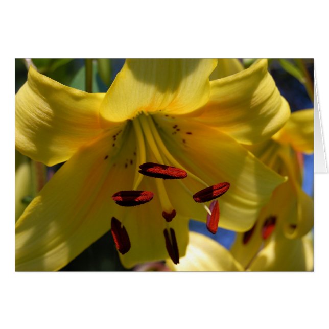 Symfonie in Geel (Voorkant Horizontaal)