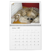 Syminou kalender 2018 Savannah Cat (Jan 2027)