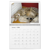 Syminou kalender 2018 Savannah Cat (Jan 2026)