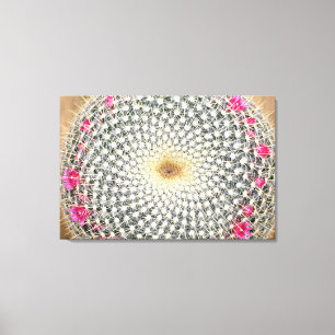 Symmetrische cactus in bloom (Mammillaria celsiana Canvas Afdruk