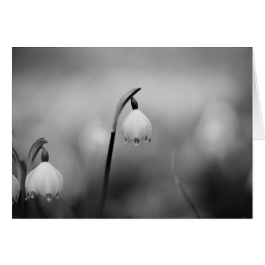 Sympathie de condoléances noir et blanc (Devant Horizontal)