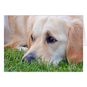 Sympathie de perte de animal de compagnie Golden R