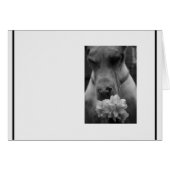 Sympathie noire et blanche (Devant Horizontal)