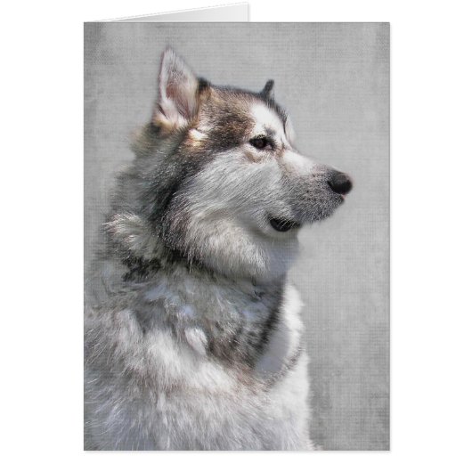sympathie voor Alaskan Malamute Pet (Voorkant)