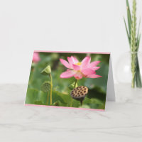 sympathie voor de lotus