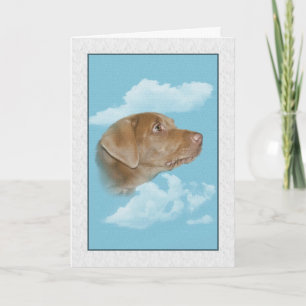 Sympathie voor verlies van gezelschapsdieren kaart