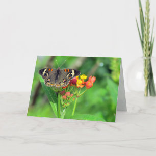 Sympathikaart (Common Buckeye 2470) Kaart