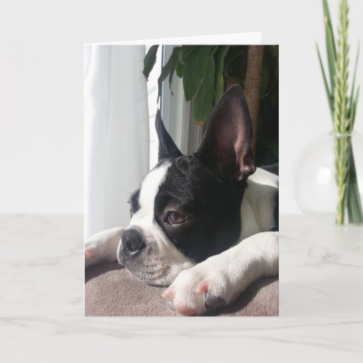 Sympathy Boston Terrier Kaart (Voorkant)