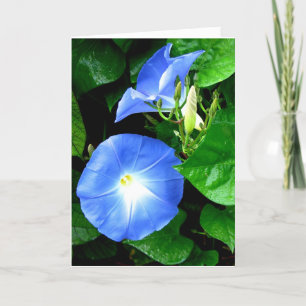 Sympathy - Heavenly Blue Morning Glory Kaart