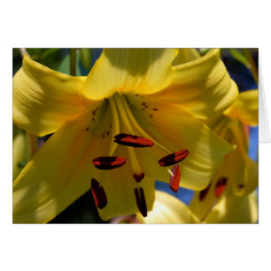 Symphonie en Jaune