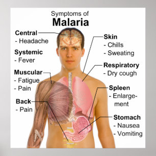 Symptomen van de ziekte van Mosquito-Borne Malaria Poster