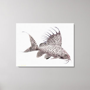 Synodontis Eupterus Catfish Wrapped Canvas Afdruk