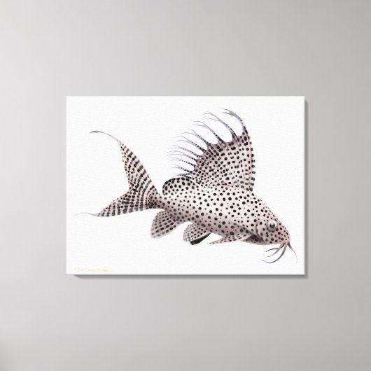 Synodontis Eupterus Catfish wrapped canvas Afdruk (Voorkant)