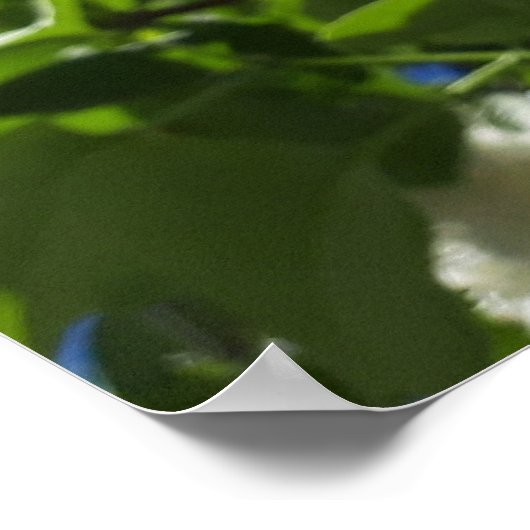 Syringa, Poster blanc Lilac Flower Tree (Coin)