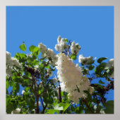 Syringa, Poster blanc Lilac Flower Tree (Devant)
