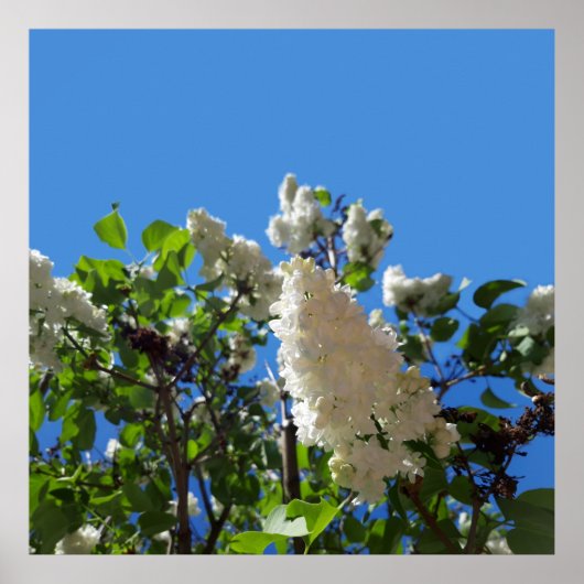 Syringa, wit Lila ventilator Poster (Voorkant)