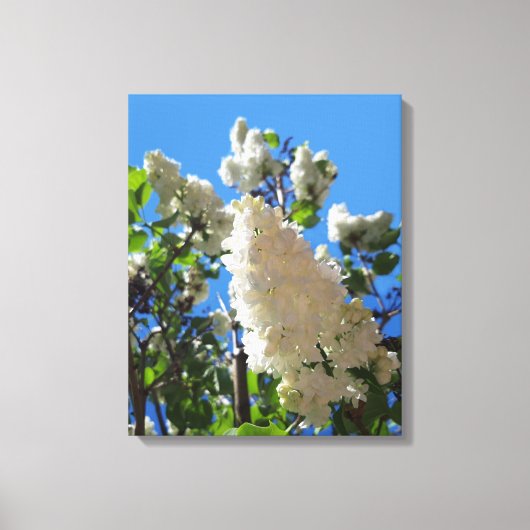 Syringa, witte Lila ventilatorstructuur Canvas Afdruk (Voorkant)