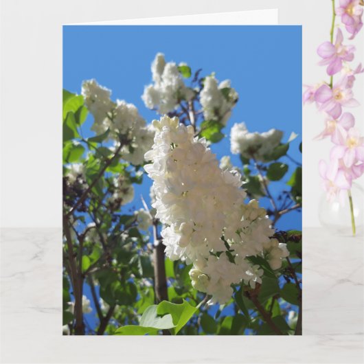 Syringa, witte Lila ventilatorstructuur Kaart (Orchidee)