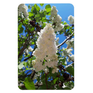 Syringa, witte Lila ventilatorstructuur Magneet