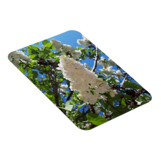 Syringa, witte Lila ventilatorstructuur Magneet (Rechterzijde)