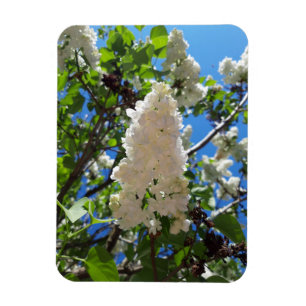 Syringa, witte Lila ventilatorstructuur Magneet