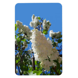 Syringa, witte Lila ventilatorstructuur Magneet