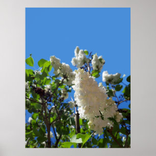 Syringa, witte Lila ventilatorstructuur Poster