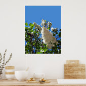 Syringa, witte Lila ventilatorstructuur Poster (Keuken)