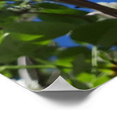 Syringa, witte Lila ventilatorstructuur Poster (Hoek)