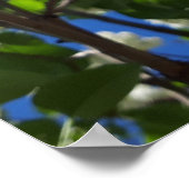 Syringa, witte Lila ventilatorstructuur Poster (Hoek)