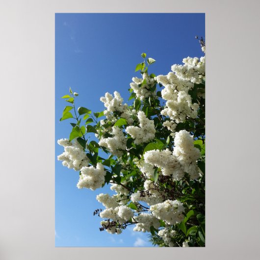 Syringa, witte Lila ventilatorstructuur Poster (Voorkant)