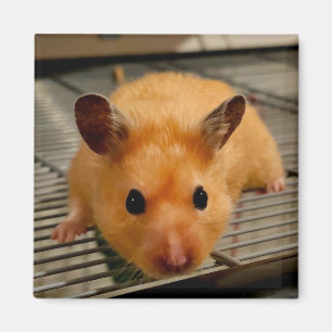 Syrische hamster up close koelkast magneet