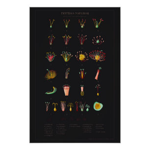 Systema Naturae Glossy Poster Perfect Poster