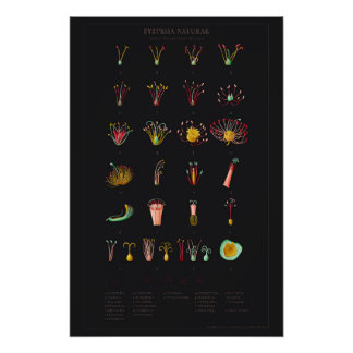 Systema Naturae Glossy Poster Perfect Poster