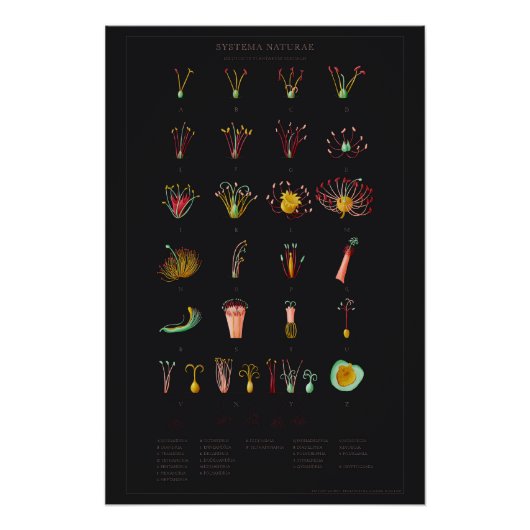 Systema Naturae Glossy Poster Perfect Poster (Voorkant)