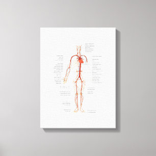 Système circulatoire humain des artères sur toile