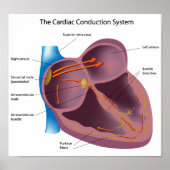 Système de conduction cardiaque Affiche (Devant)