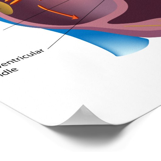 Système de conduction cardiaque Affiche (Coin)