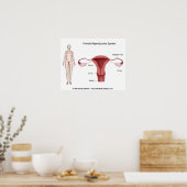 Système de reproduction féminine étiqueté Poster (Cuisine)