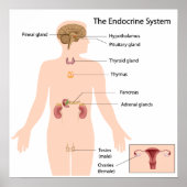 Système endocrinien Poster (Devant)