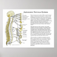 Système nerveux autonome ANS Poster