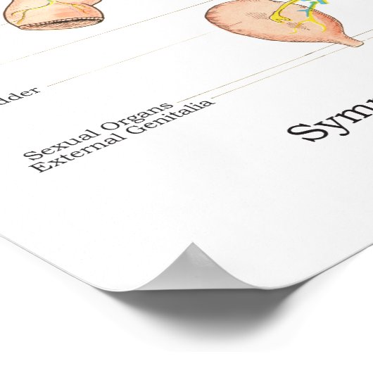 Système nerveux autonome Chiropratique ANS Poster (Coin)