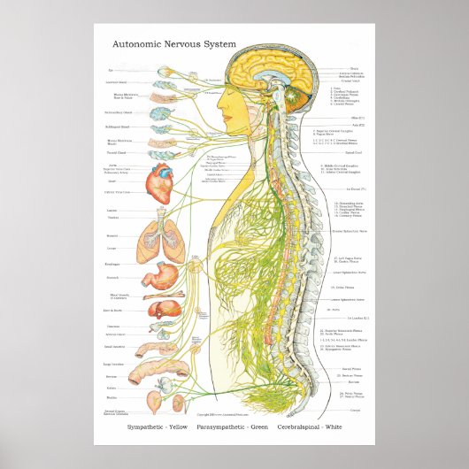 Système nerveux autonome Chiropratique ANS Poster (Devant)