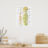 Système nerveux autonome Chiropratique Poster (Cuisine)