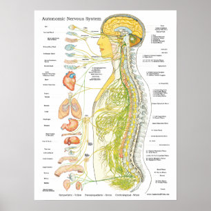 Système nerveux autonome Chiropratique Poster