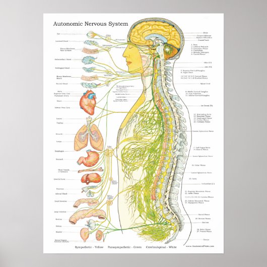 Système nerveux autonome Chiropratique Poster (Devant)
