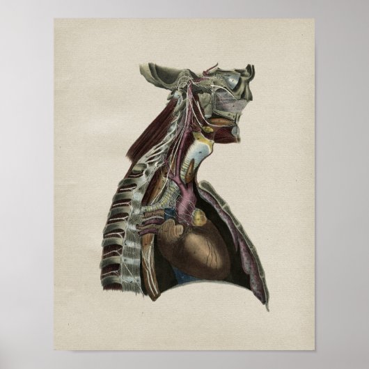 Système nerveux humain Anatomie Vintage Impression (Devant)