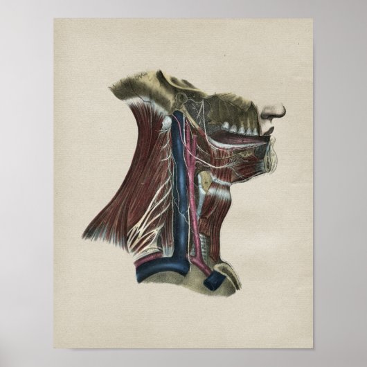 Système nerveux humain Anatomie Vintage Impression (Devant)