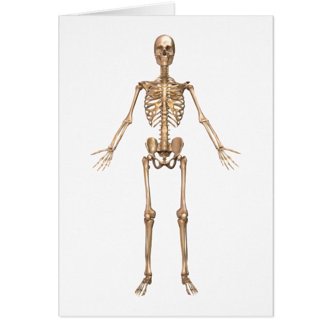 Système Skeletal humain, Vue avant (Devant)